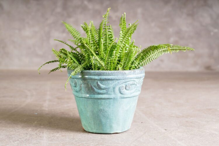 Macetero relieve jade