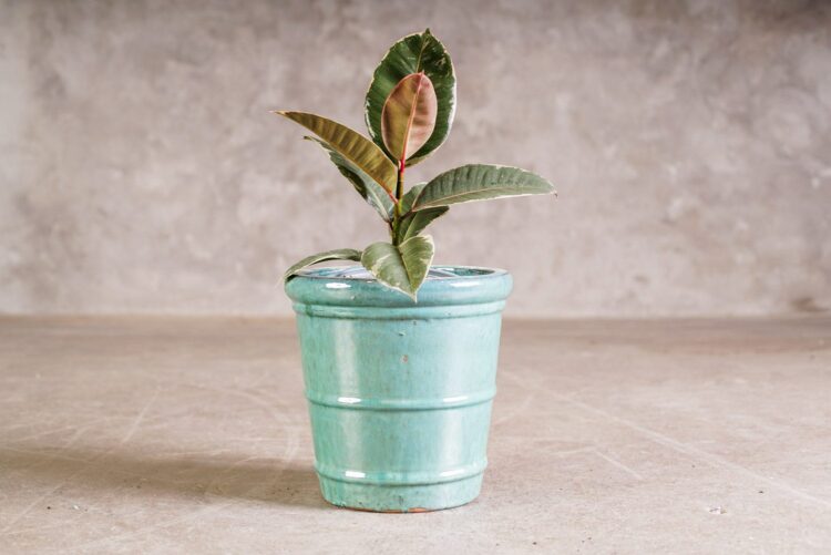 Macetero jade