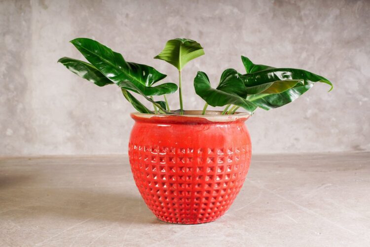 Macetero puntos rojo